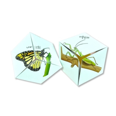 [마이사이언스] 곤충의 탈바꿈 퍼즐 (5명 세트)